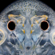 Illustration for article titled Seeing the Scary Wondrous World in These Micro Photos Will Give You Beautiful Nightmares